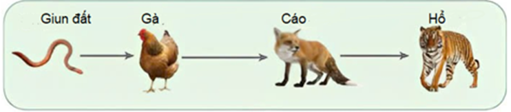 Hình mô tả chuỗi thức ăn ở hệ sinh thái đồng cỏ.  (ảnh 1)