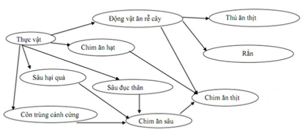 Giả sử lưới thức ăn trong hệ sinh thái được mô tả bằng sơ đồ dưới đây: (ảnh 1)