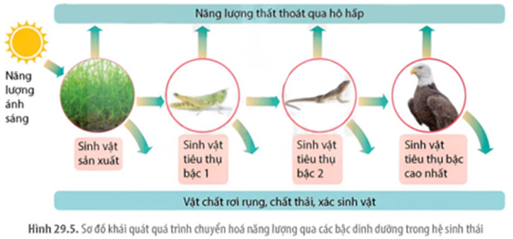 Sơ đồ năng lượng truyền qua các bậc dinh dưỡng trong hệ sinh thái, hãy cho biết có bao nhiêu có bao nhiêu phát biểu đúng? (ảnh 1)