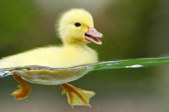 Tập làm văn lớp 4: Tả con ngan - Bài văn mẫu tả con ngan hay ...