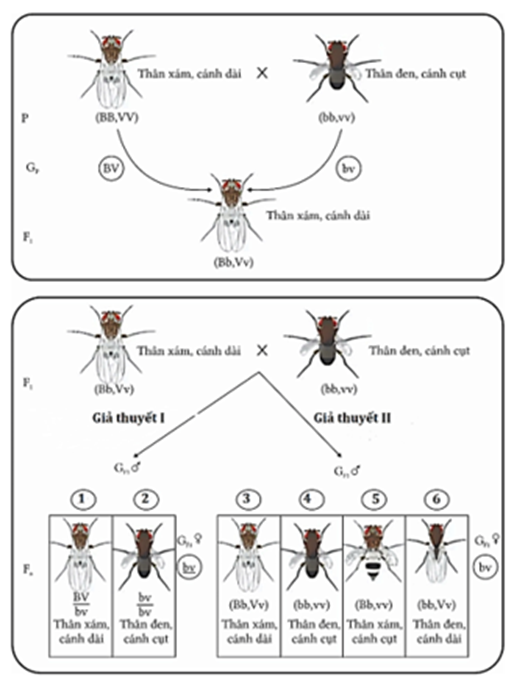 Hình bên dưới mô tả kiểm tra giả thuyết phân li độc lập và phân li đồng thời khi tiến hành lai phân tích ruồi giấm đực, mỗi nhận định sau đây đúng hay sai? (ảnh 1)