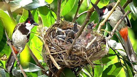 Giải Đ&aacute;p Chim Ch&agrave;o M&agrave;o Thường L&agrave;m Tổ Tr&ecirc;n C&acirc;y G&igrave;, C&aacute;ch L&agrave;m Tổ Của Ch&agrave;o M&agrave;o  - Bẫy chim Sơn Thọ