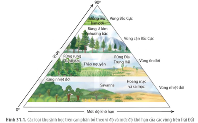 Hình vẽ mô tả các khu sinh học trên cạn, có bao nhiêu phát biểu sau đây đúng? (ảnh 1)