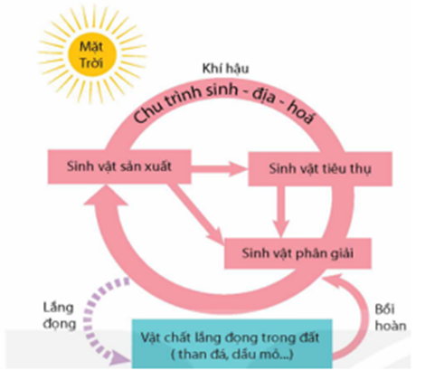 Tìm hiểu về chu trình tuần hoàn vật chất dưới đây, có bao nhiêu phát biểu đúng? (ảnh 1)