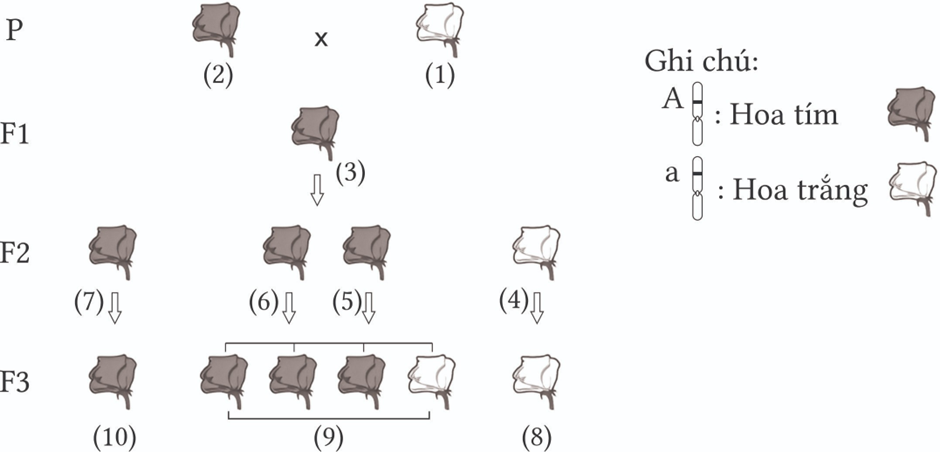 Ở cây đậu Hà Lan, xét gene quy định màu hoa có 2 allele nằm trên NST thường, allele A quy định hoa tím trội hoàn toàn so với allele a quy định hoa trắng (ảnh 1)