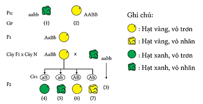 Hình dưới mô tả thí nghiệm kiểm chứng của Mendel (thí nghiệm lai hai tính trạng màu sắc hạt và hình dạng hạt ở cây đậu Hà Lan). Theo lí thuyết, phát biểu nào sau đây đúng hay sai? (ảnh 1)