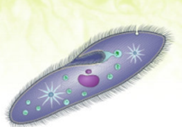 Gọi tên và đặc điểm của nguyên sinh vật trong hình ảnh sau: (ảnh 1)