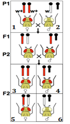 Ở ruồi giấm, gene quy định màu mắt nằm trên vùng tương đồng NST X không có trên Y, allele W quy định mắt đỏ trội hoàn toàn so với allelle w quy định mắt trắng. Xét các phát biểu sau đây là đúng hay sai? (ảnh 1)