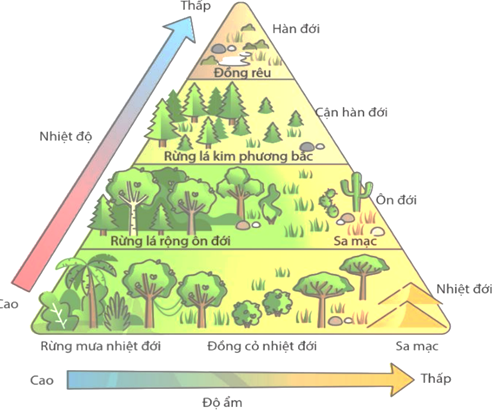 Hình vẽ mô tả các khu sinh học trên cạn, nhận định nào sau đây đúng hay sai? (ảnh 1)