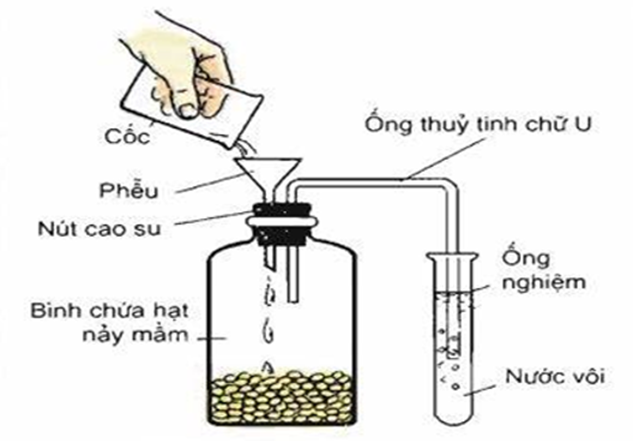 Hình dưới đây mô tả thí nghiệm phát hiện hô hấp ở thực vật. Sau một thời gian thí nghiệm, người ta đổ nước vào bình qua phễu. Biết rằng thí nghiệm được thiết kế đúng chuẩn quy định. (ảnh 1)