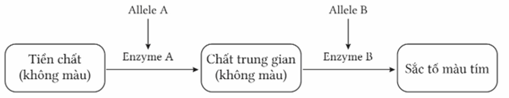 Màu sắc hạt ngô (Zea mays) do hai cặp gene không allele thuộc hai cặp nhiễm sắc thể khác nhau quy định màu sắc hạt ngô (ảnh 1)