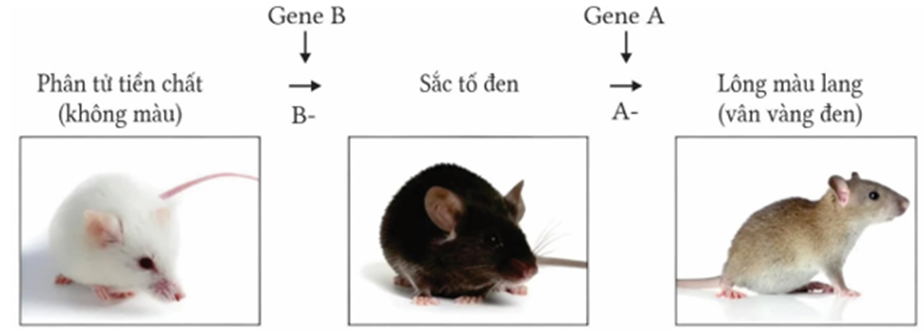 Ở loài chuột nhảy Meriones unguiculatus, màu sắc của lông do hai cặp gene không allele thuộc hai NST khác nhau quy định (ảnh 1)