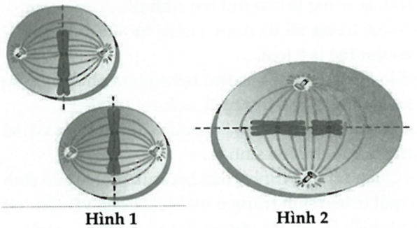 Cho các hình ảnh như sau: (ảnh 1)