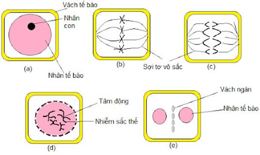 LỜI GIẢI] Khi quan s&aacute;t qu&aacute; tr&igrave;nh ph&acirc;n b&agrave;o của một tế - Tự Học 365