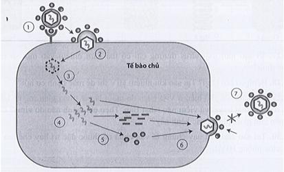 C&aacute;c số trong h&igrave;nh tương ứng với giai đoạn n&agrave;o trong chu tr&igrave;nh nh&acirc;n l&ecirc;n của virus?