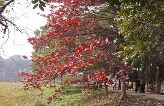 C&acirc;y b&agrave;ng c&oacute; những loại n&agrave;o? Đặc điểm v&agrave; c&ocirc;ng dụng &iacute;t người biết của c&acirc;y -  KHBVPTR
