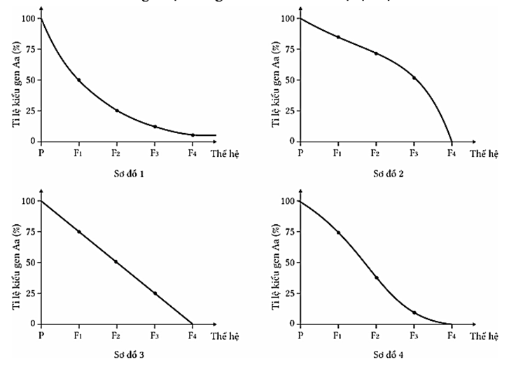 Ở đậu Hà lan, A quy định hoa tím trội hoàn toàn so với hoa trắng. Quần thể  ban đầu có 100% cây hoa tím dị hợp. Sơ đồ số bao nhiêu biểu diễn đúng tỉ lệ kiểu gene Aa sau 4 thế hệ tự thụ? (ảnh 1)