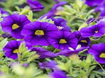 11 Mystic Purple Flowers From Around The Globe - Ferns N Petals