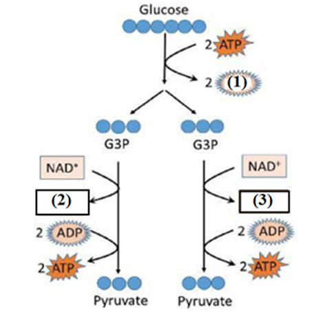 Đường phân là quá trình biến đổi phân tử glucose xảy ra trong bào tương. Kết quả là từ 1 phân tử glucose sẽ tạo ra 2 phân tử pyruvic acid. (ảnh 1)
