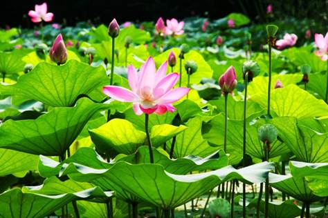 Nội dung ch&iacute;nh của b&agrave;i Đầm sen l&agrave; g&igrave;? Xem B&agrave;i Đọc Đầm sen