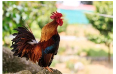 Hình ảnh sau chỉ hoạt động gì?   A. gà gáy B. chạy bộ C. vươn vai (ảnh 1)