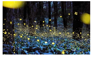 Chọn từ viết đúng chính tả:   A. đom đóm B. lom đớm C. đốm lóm (ảnh 1)