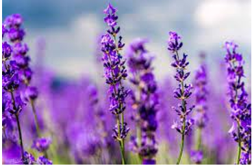 Tên gọi của loài hoa sau là gì? (ảnh 1)