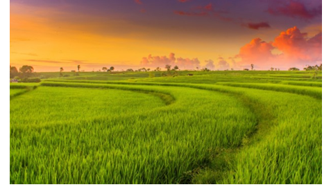 Chọn từ viết đúng chính tả   A. ruộn giuộng B. thữa duộng C. thửa ruộng (ảnh 1)