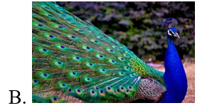 Đọc văn bản “Buổi học cuối năm” (SGK – 143) và trả lời câu hỏi sau:	 Con vật nào không được nhắc đến trong bài đọc? (ảnh 3)