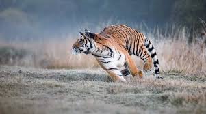 A tiger running in a field
AI-generated content may be incorrect.