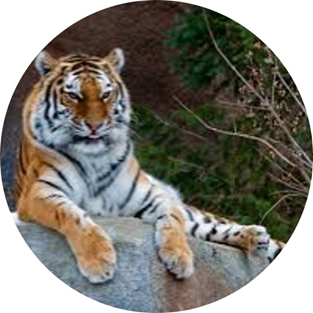 Đây là con vật gì?   (ảnh 1)