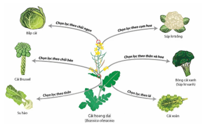 A diagram of a plant life cycle

AI-generated content may be incorrect.