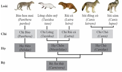 A diagram of animals with text

AI-generated content may be incorrect.
