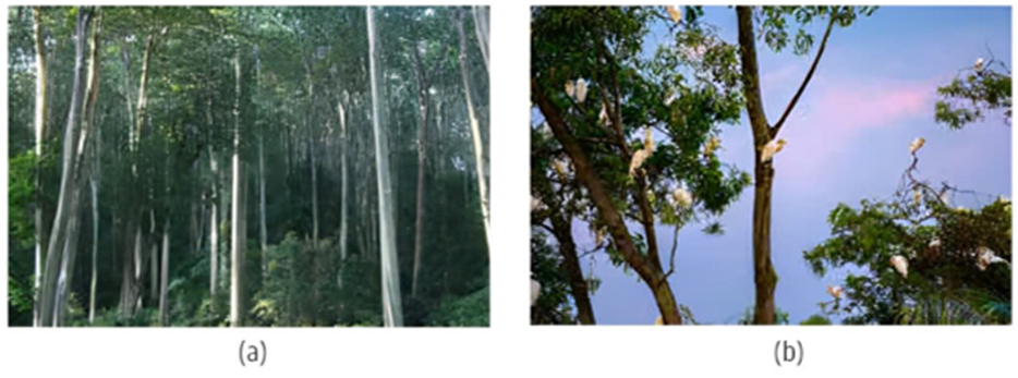 Quan sát hình ảnh mô tả quần thể cây săng lẻ (Lagerstroemia angustifolia) ở Tương Dương, Tuyên  (ảnh 1)