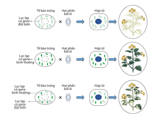 Hình vẽ mô tả sơ dồ quy luật di truyền ngoài nhân. Nhận định nào sau đây đúng hay sai? (ảnh 1)