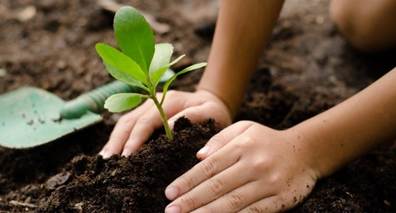 A close-up of hands planting a plant

AI-generated content may be incorrect.