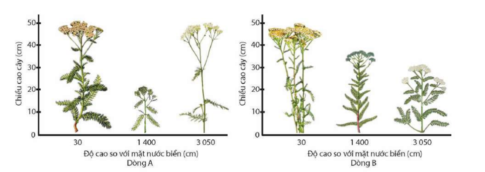 Một nhà khoa học đã trồng các cây cỏ thi (Achillea millefolium) thuộc hai dòng nhau (các cây cùng dòng có cùng kiểu gene) ở ba vùng có chiều cao so với mực nước biển khác nhau (ảnh 1)