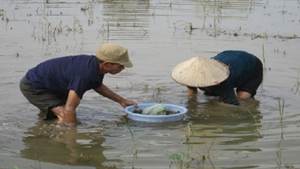 A few people collecting fish in a pond
AI-generated content may be incorrect.
