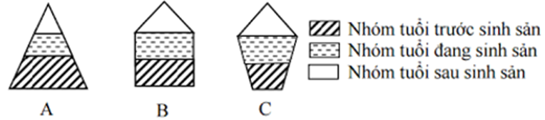 Hình vẽ mô tả các tháp tuổi của quần thể sinh vật: (ảnh 1)
