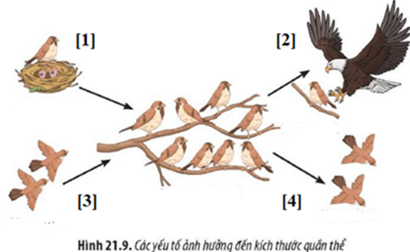 Hình mô tả tóm tắt các yếu tố ảnh hưởng kích thước quần thể: (ảnh 1)