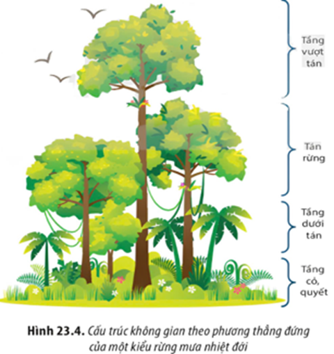Cho hình minh họa về cấu trúc không gian của quần xã. Có bao nhiêu nhận định sau đây đúng? (ảnh 1)