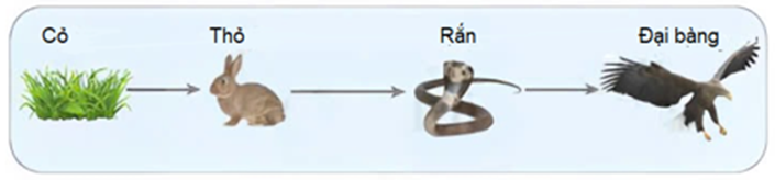 Hình mô tả chuỗi thức ăn ở hệ sinh thái đồng cỏ.  (ảnh 1)