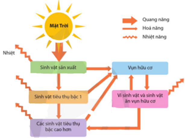 Hình mô tả khái quát dòng năng lượng trong hệ sinh thái, có bao nhiêu kết luận đúng? (ảnh 1)