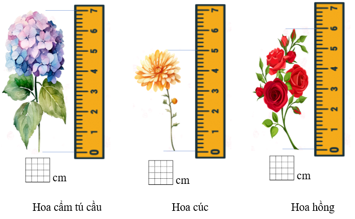 Số? hoa cẩm tu cầu (ảnh 1)