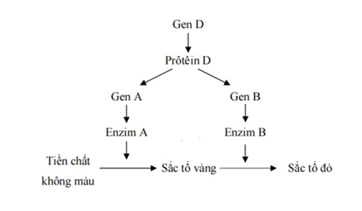 Ở một loài thực vật, sự hình thành màu hoa chịu sự chi phối của 3 locus A, B và E. Gene D tổng hợp ra prôtêin D (ảnh 1)