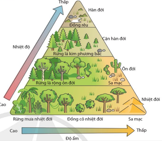 Hình vẽ mô tả các khu sinh học trên cạn, có bao nhiêu phát biểu sau đây đúng? (ảnh 1)