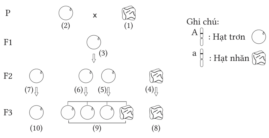 Ở cây đậu Hà Lan, xét gene quy định màu hoa có 2 allele nằm trên NST thường, allele A quy định hạt trơn trội hoàn toàn so với allele a quy định hạt nhăn (ảnh 1)