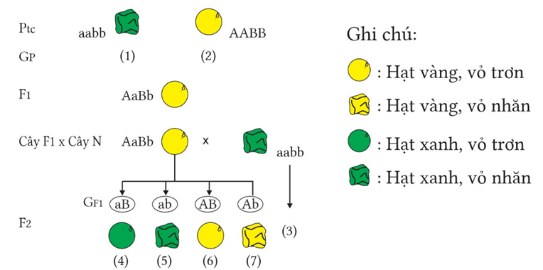 Hình dưới giải thích cơ sở tế bào học thí nghiệm kiểm chứng của Mendel (thí nghiệm lai hai tính trạng màu sắc hạt và hình dạng hạt ở cây đậu Hà Lan). Theo lí thuyết, phát biểu nào sau đây đúng hay sai? (ảnh 1)