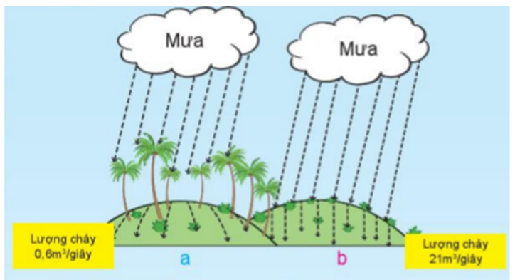 Quan sát hình 34.9, so sánh lượng chảy của dòng nước mưa trên mặt đất ở nơi có rừng