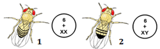 Hình bên mô tả kí hiệu bộ NST ở ruồi giấm, nhận định nào sau đây đúng hay sai? (ảnh 1)